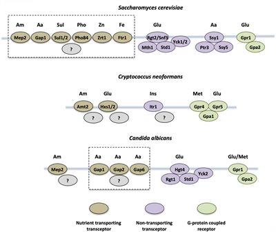 Nutrient and Stress Sensing in Pathogenic Yeasts